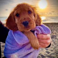 Cuccioli Cocker Spaniel Inglese con pedigree ENCI