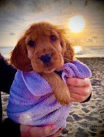 Cuccioli Cocker Spaniel Inglese con pedigree ENCI