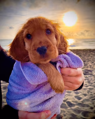 Cuccioli Cocker Spaniel Inglese con pedigree ENCI