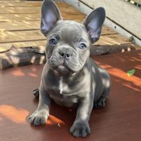Bulldog francese