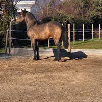 Cavallo lusitano per frisone