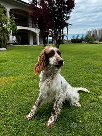 Setter radentis/vecchia irlanda