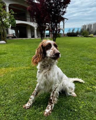 Setter radentis/vecchia irlanda