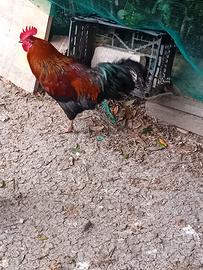 Galli