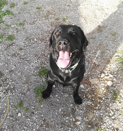 Dono labrador di 7 anni con pedigree