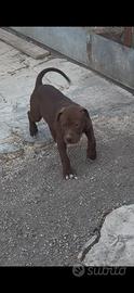 Cuccioli di American Pitbull Terrier UKC