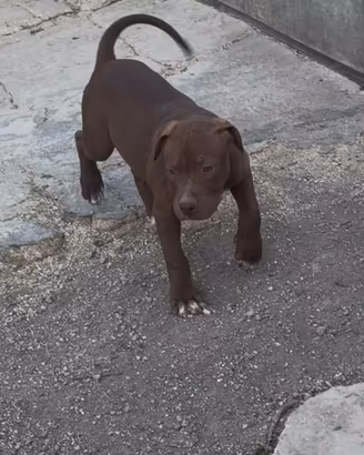Cuccioli di American Pitbull Terrier UKC