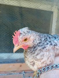 Gallo legbar di circa 3 mesi