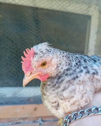 Gallo legbar di circa 3 mesi
