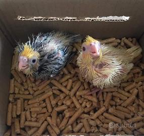 Calopsite allevate a mano