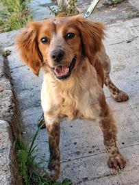 Cucciolona di Breton femmina mesi 11