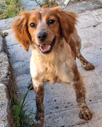 Cucciolona di Breton femmina mesi 11