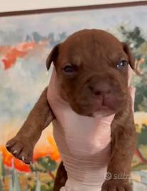 American pitbull terrier