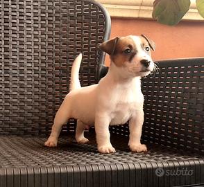 Jack Russell cuccioli