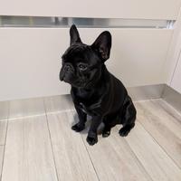 Bulldog francese per monta