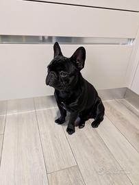 Bulldog francese per monta
