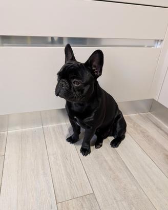 Bulldog francese per monta
