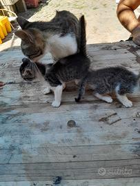 gatti