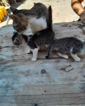 gatti
