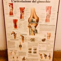 Quadro medico arredo