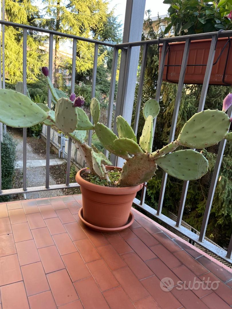 Piante grasse vere - Giardino e Fai da te In vendita a Bergamo