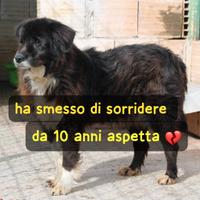 AMY 10 ANNI taglia media