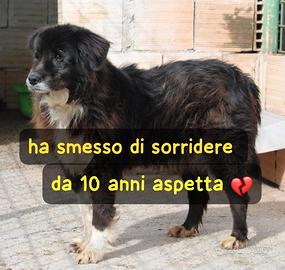 AMY 10 ANNI taglia media