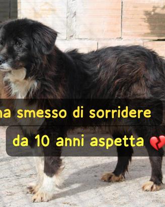 AMY 10 ANNI taglia media