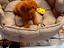 Immagine 26