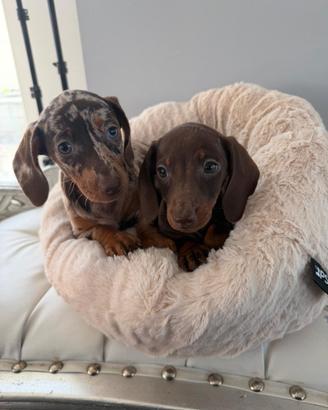 Bassotti arlecchino e cioccolato