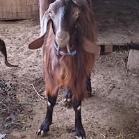 Capra siriana originale