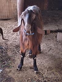 Capra siriana originale