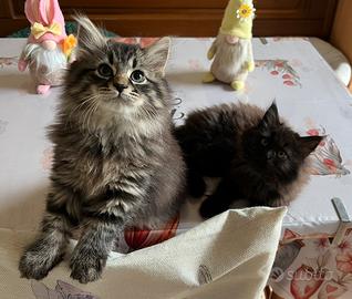 Siberiani cuccioli femmina e maschio