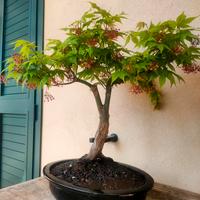 bonsai di Acero