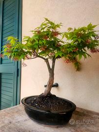 bonsai di Acero