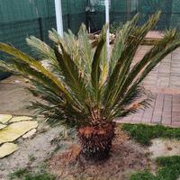 Cycas tronco altezza 50 cm circa 