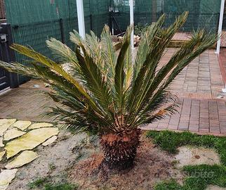 Cycas tronco altezza 50 cm circa 