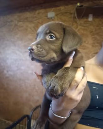 Labrador Cuccioli