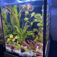 Fluvial 20lt con piante vere gia avviato