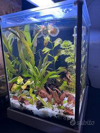 Fluvial 20lt con piante vere gia avviato
