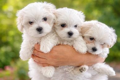 Cucciolo maltese piccola taglia