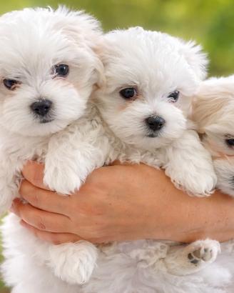 Cucciolo maltese piccola taglia