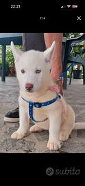 Cuccioli di siberian husky con pedigree
