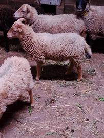 Agnello