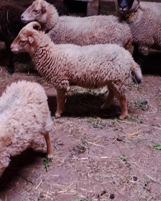Agnello