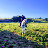 Cavalla appaloosa smazzettata