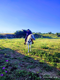Cavalla appaloosa smazzettata
