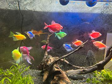 Pesci tetra fluo