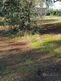 Terreno agricolo 1km da Sava