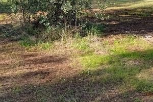 Terreno agricolo 1km da Sava
